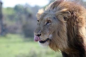 Dark Maned adult male Lion