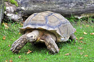 Tortoise