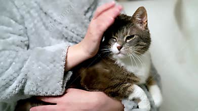 A happy cat in the hands of the owner, a wonderful comfortable dream from the owner, stroking his hand