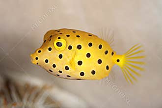 Boxfish