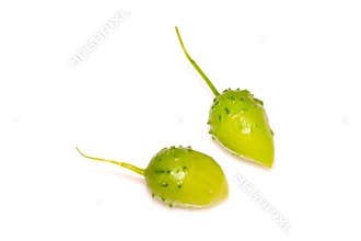 Chinese herbal medicine stone fruit