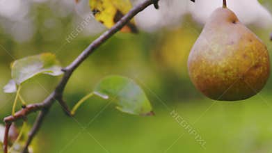 pears on a tree close-up