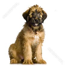 Briard