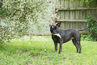 Black Staffordshire Bull Terrier with alternative rawhide chew in garden