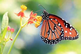 Monarch butterfly