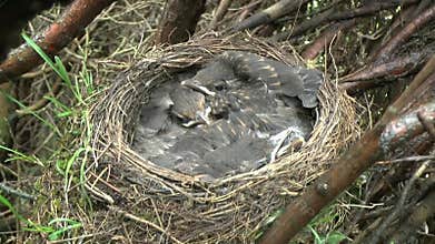 Video of young baby blackbird chicks nested together in the nest.