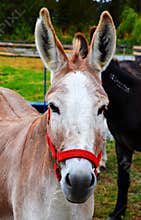 Donkey with bridle