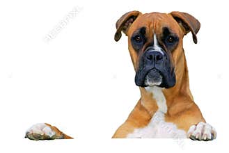 Dog looking at you
