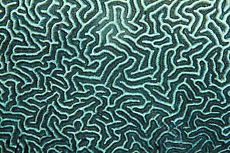 Coral pattern Texture