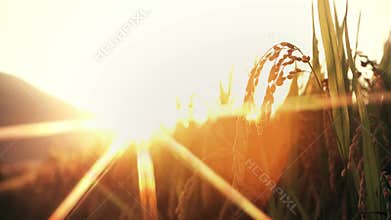 The ears of rice ripen yellow in the sunlight, and the autumn grains in the rice fields symbolize a bountiful harvest.
