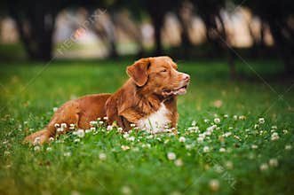Golden retriever Toller dog rests