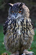 European eagle owl