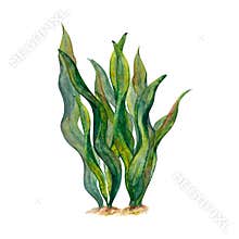 Watercolor drawing of ribbon algae wobbling underwater on white background. Ideal or illustration, stickers, logo, frame