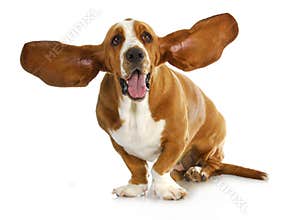 Happy dog