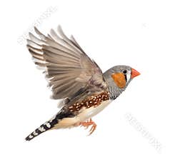 Zebra Finch flying, Taeniopygia guttata