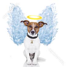 Angel dog feather wings aura