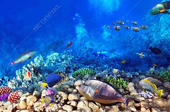 Scuba divers, coral and fish