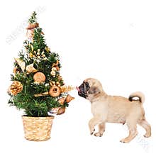 Pug puppy with a small Christmas tree