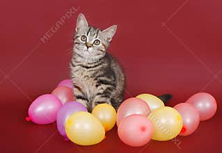 Kitten with balloons