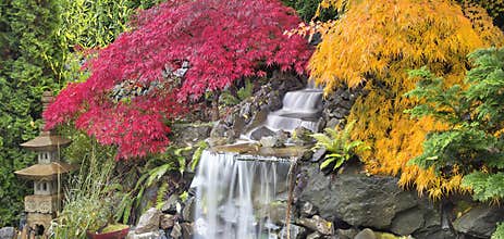 Backyard Waterfall with Japanese Maple Trees Fall