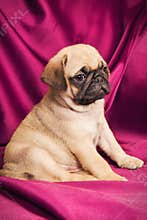 Cute pug puppy