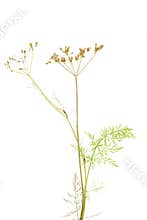 Plant cumin