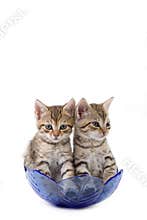 Two kittens in a glass bowl