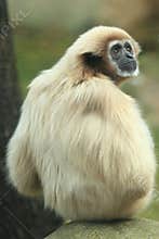 White-handed gibbon