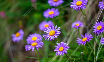 the flowers of the mountain chamomile in the spring sun