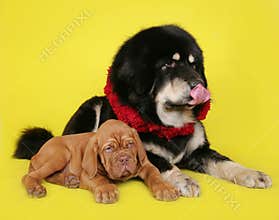 Big dog and the little puppy