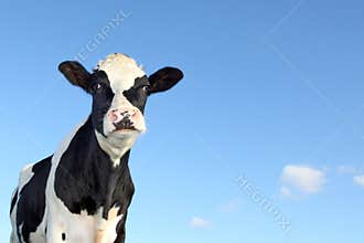 Black and white cow