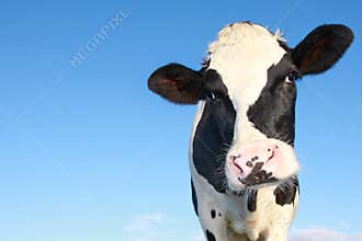 Curious holstein cow
