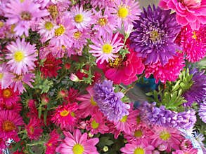 Chrysanthemum