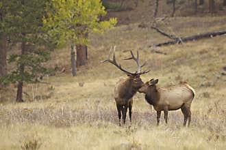 Bull Elk and Cute Calf Nuzzling