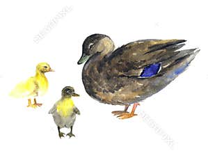 Watercolor duck, farm birds illustartions on the white background