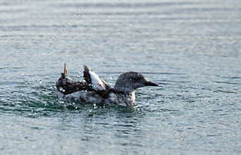 Black Guillimot, cepphus grylle