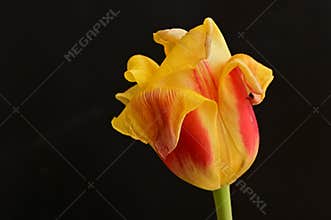 the very pretty spring colorful tulip flower close up view