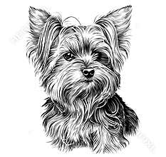 Yorkshire terrier dog hand drawn sketch Vector illustration