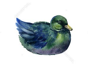 Watercolor duck, farm birds illustartions on the white background,
