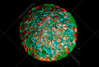 Protoplast
