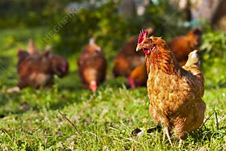 Flock of chickens