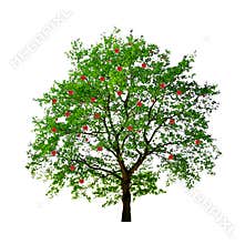 Apple tree isolated