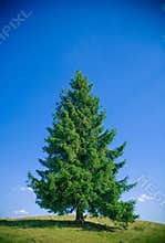 Fir tree