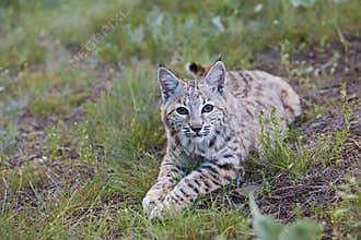Bobcat feline lynx cat animal wildlife grass