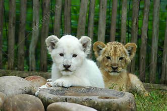 Two lion cubs