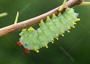 Cecropia Moth caterpillar, Hyalophora cecropia