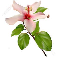 Beautiful exotic flower
