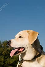 Labrador Retriever mix