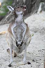 Western grey kangaroo