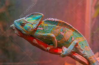 Beautiful of chameleon panther, chameleon panther on branch, chameleon panther closeup